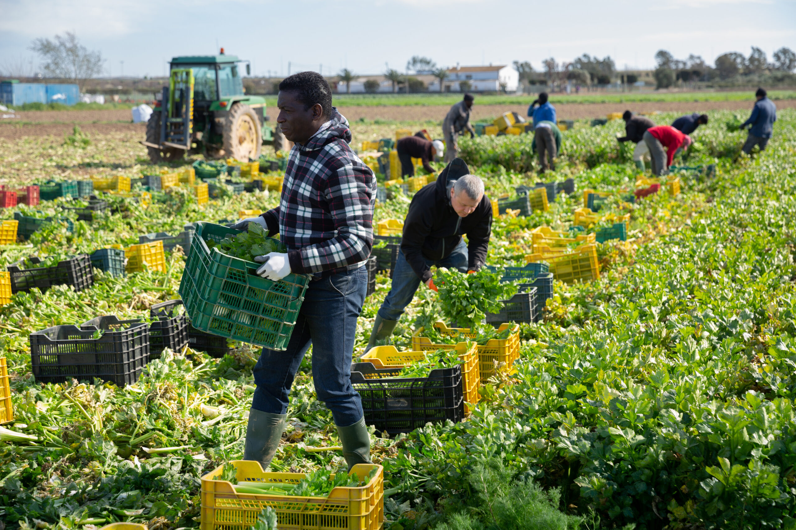 Focused African American worker carrying box with freshly harvested celery on farm plantation