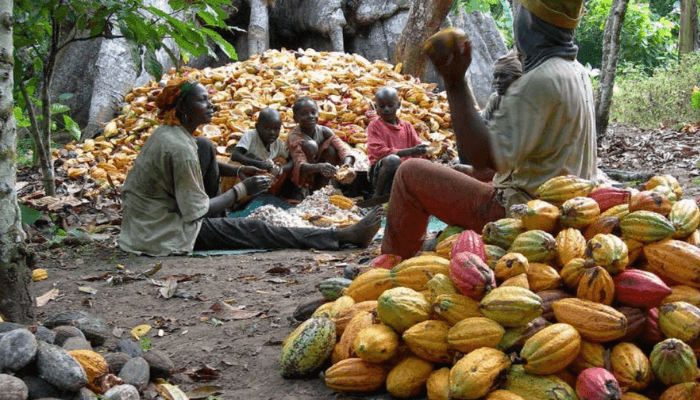 OeGNu2jc-cocoa-production-1