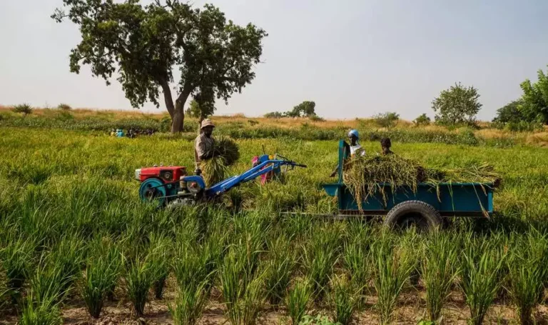 csm_Senegal_Ernte_Maschine_3d845d5382